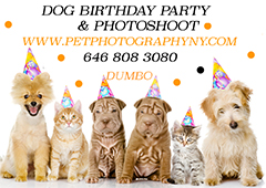 Advertisement - Pet Photography New York - http://www.petphototographyny.com