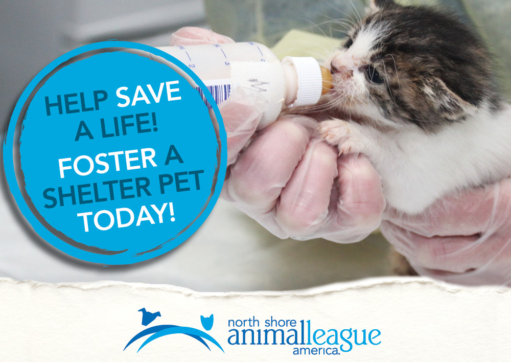 Advertisement - NSALA - http://www.animalleague.org/foster