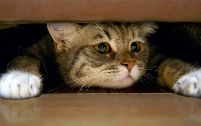 Kitten under bed 2025