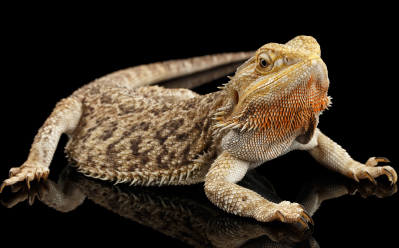 Bearded Dragon, Pogona vitticeps, Native to Australia