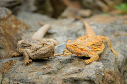 Exotic Animal Spotlight - Bearded Dragons as Pets - Dragon Care